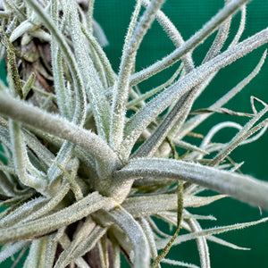 Tillandsia - chusgonensis NEW