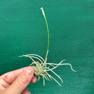 Tillandsia - recurvata