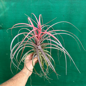 Tillandsia - Love Knot ex. CC