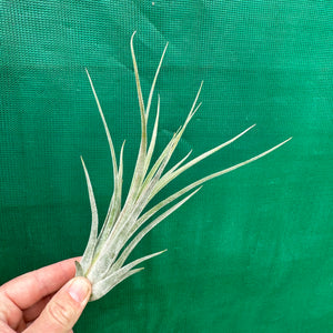 Tillandsia - caput-medusae x weberi ? (Nat. Hybrid) ex. LK NEW