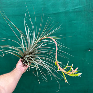 Tillandsia - rodrigueziana