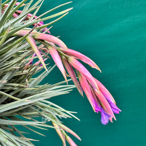 Tillandsia - tenuifolia Hybrid ex. RFI NEW