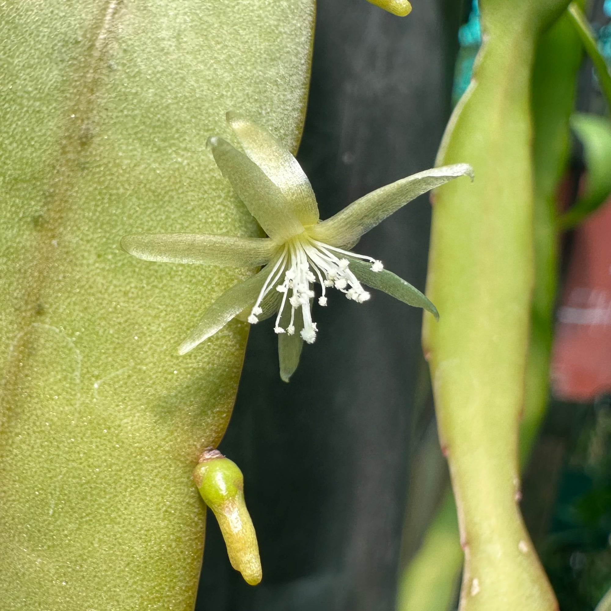 Pseudorhipsalis Ramulosa Green - R30