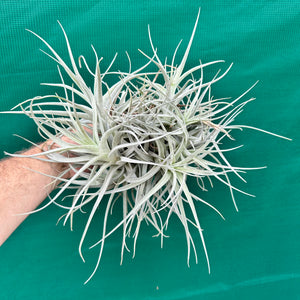 Tillandsia - leonamiana BFPB ex. PT NEW