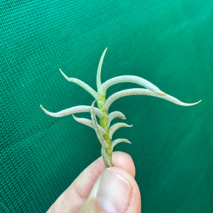 Tillandsia - retorta NEW