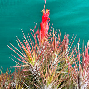 Tillandsia - funckiana