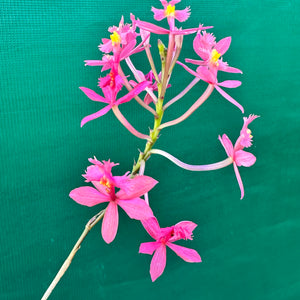 Epidendrum radicans ‘Dark Pink’