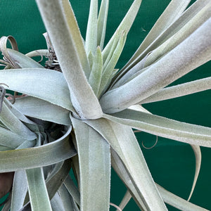 Tillandsia - Don Malarkey RFI ex. PT NEW