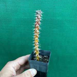 Poysean - Euphorbia milii P062