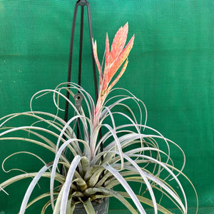 Tillandsia - zacapanensis ex. PT NEW