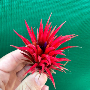 Tillandsia - ionantha 'Two Tone' ex. RFI NEW