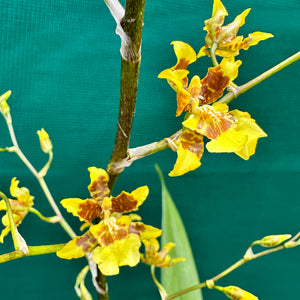 Orchid - Oncidium ‘Dancing Lady’ NEW