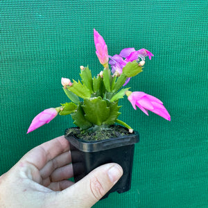 Zygocactus Dutch Pink NEW