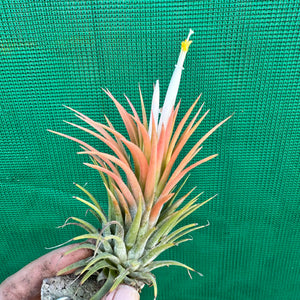 Tillandsia - ionantha 'Orange Knight' ex. Holm