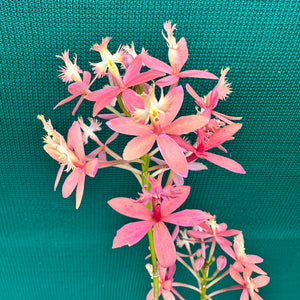 Epidendrum ‘Joseph Glow Hilpos’ NEW