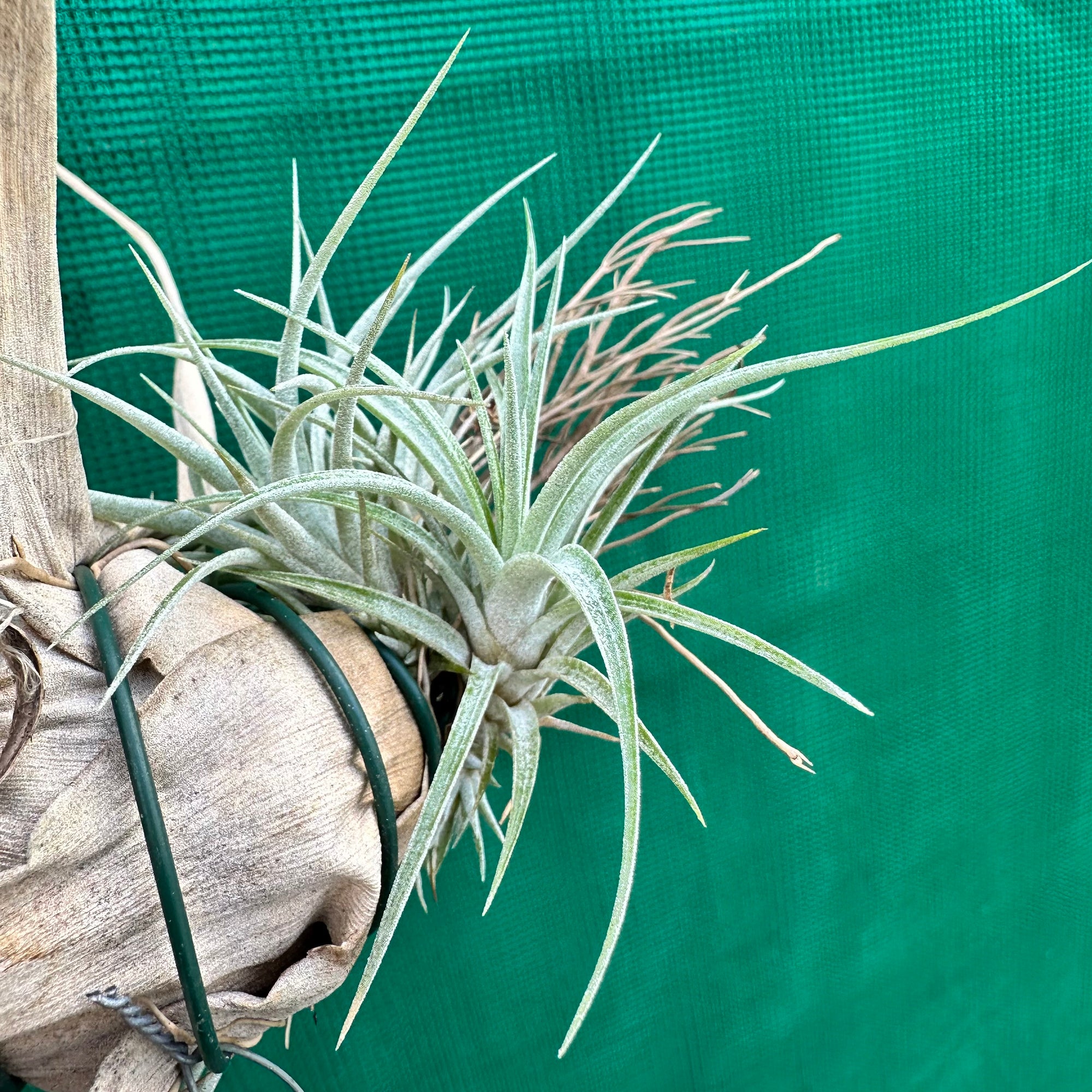 Tillandsia - Chalky White ex. CL NEW