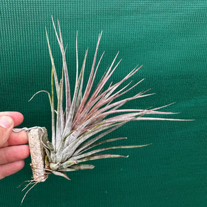 Tillandsia - Curra ex. BD NEW