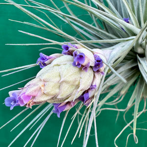 Tillandsia - Gardicta ex. CL