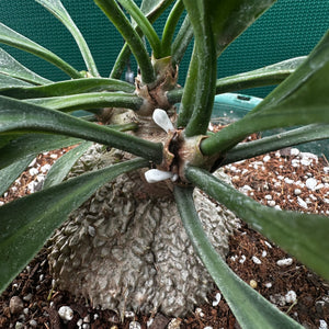 Ant Plant - Myrmecodia beccarii