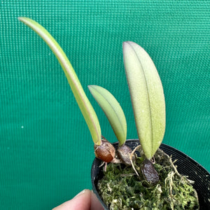 Orchid - Bulbophyllum purpurascens