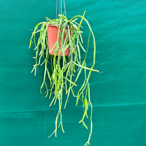 Rhipsalis micrantha - R46