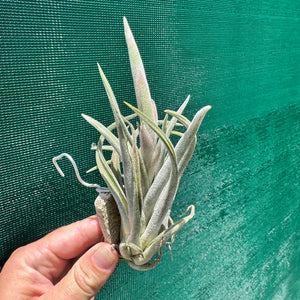 Tillandsia - klausii ex. BD NEW