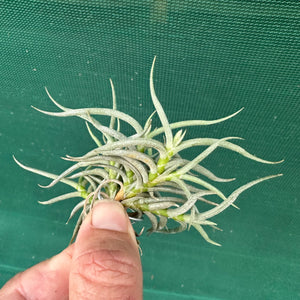 Tillandsia - retorta NEW