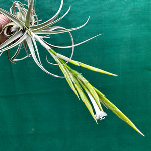 Tillandsia - chiletensis ‘Green Bract’ ex. PT NEW