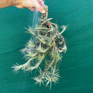 Tillandsia - Silver Comb ex. RFI NEW