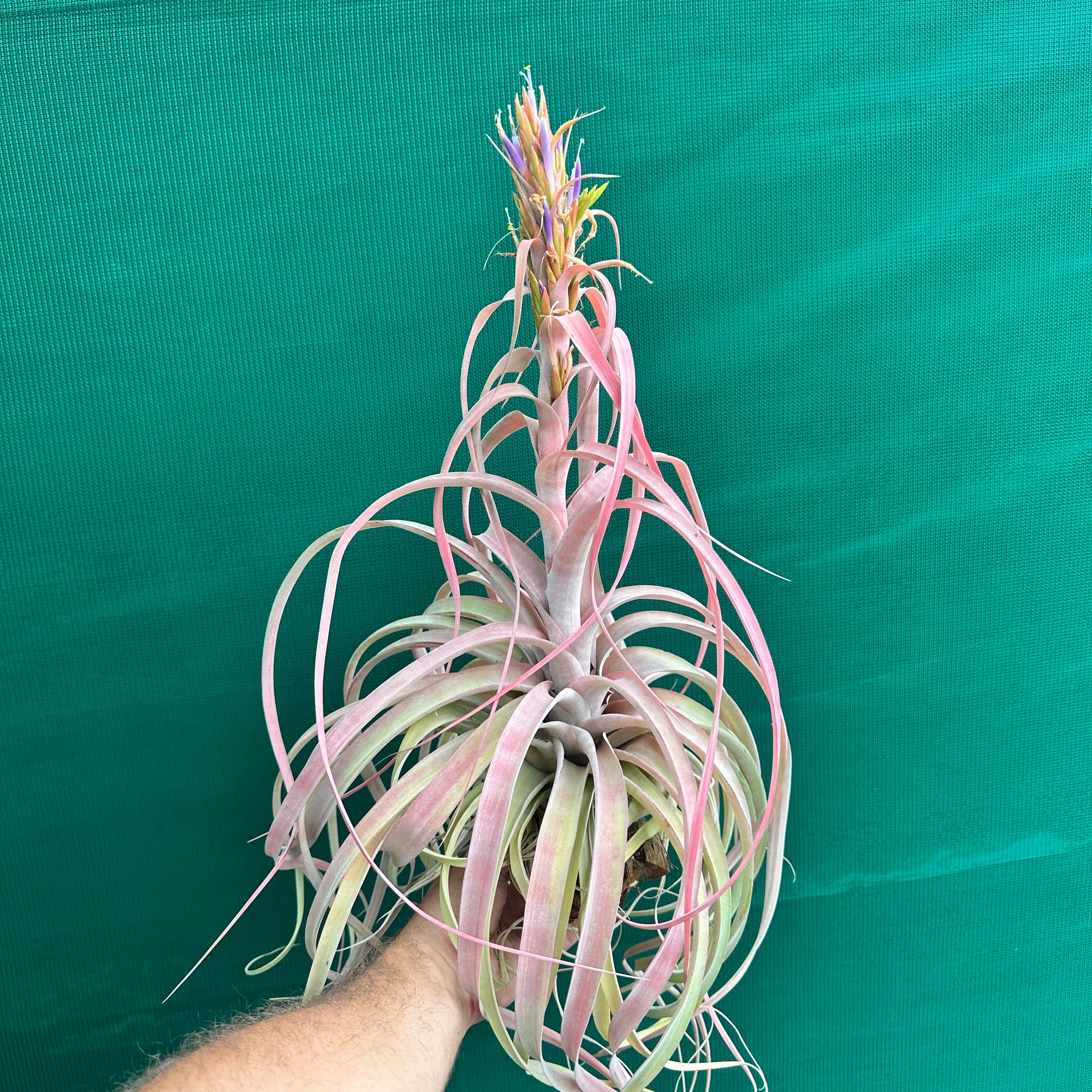 Tillandsia - Betty