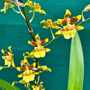 Orchid - Oncidium ‘Dancing Lady’ NEW