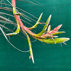 Tillandsia - rodrigueziana