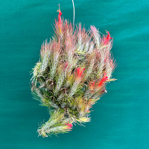 Tillandsia - funckiana ‘Red Upright’ ex. BD NEW