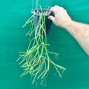 Rhipsalis baccifera f. Cassutha - R18