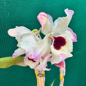 Orchid - Dendrobium ‘Romeo’