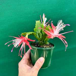 Zygocactus Fantasia NEW