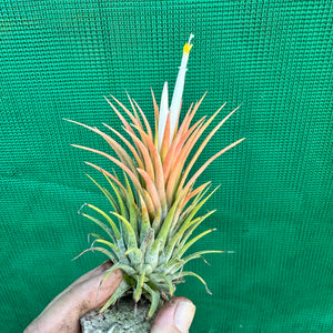 Tillandsia - ionantha 'Orange Knight' ex. Holm