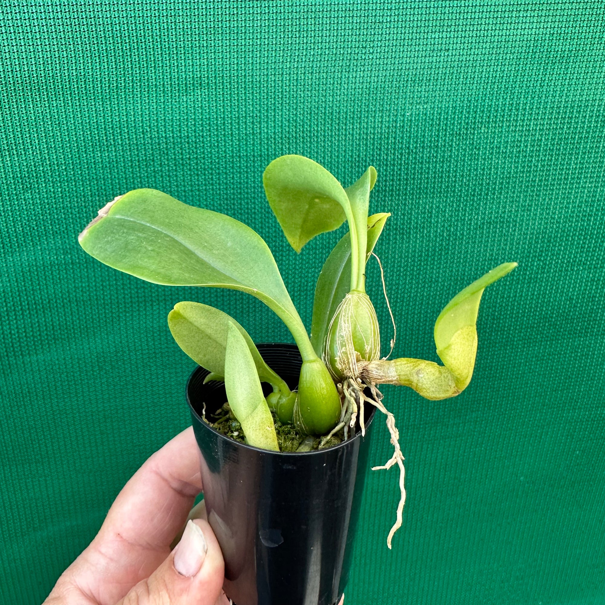 Orchid - Bulbophyllum smitinandii NEW