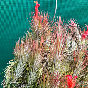 Tillandsia - funckiana ‘Red Upright’ ex. BD NEW