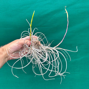 Tillandsia - pringlei