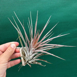 Tillandsia - Curra ex. BD NEW