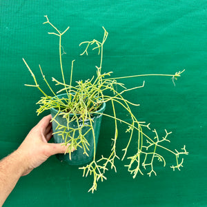 Rhipsalis cereuscula - R4