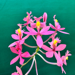 Epidendrum radicans ‘Dark Pink’