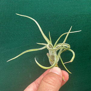 Tillandsia - paucifolia x caput-medusae ex. CV NEW