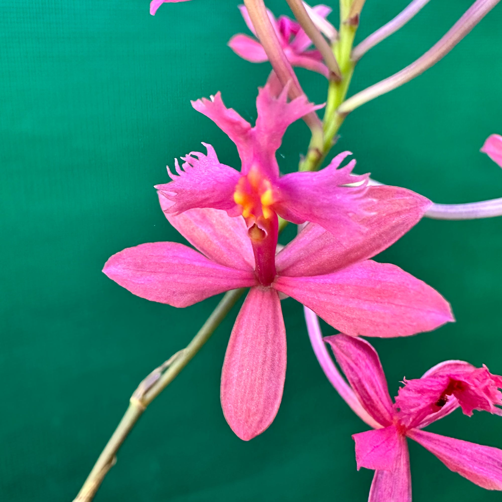 Epidendrum radicans ‘Dark Pink’