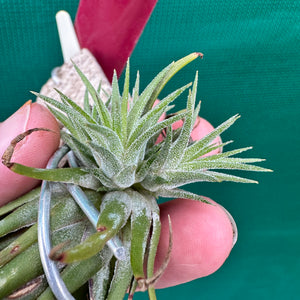 Tillandsia - ionantha 'Two Tone' ex. RFI NEW