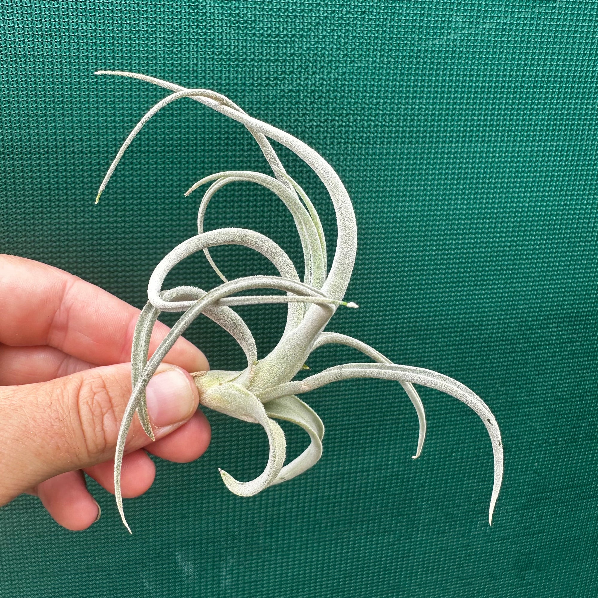 Tillandsia - chiletensis ‘Red Bract’ ex. PT NEW