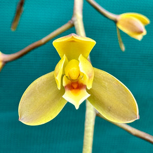 Orchid - Cymbidium madidum NEW