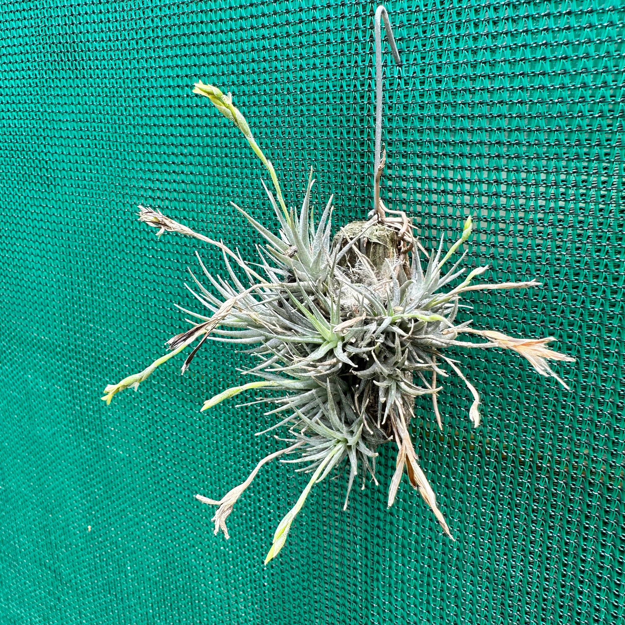 Tillandsia - loliacea