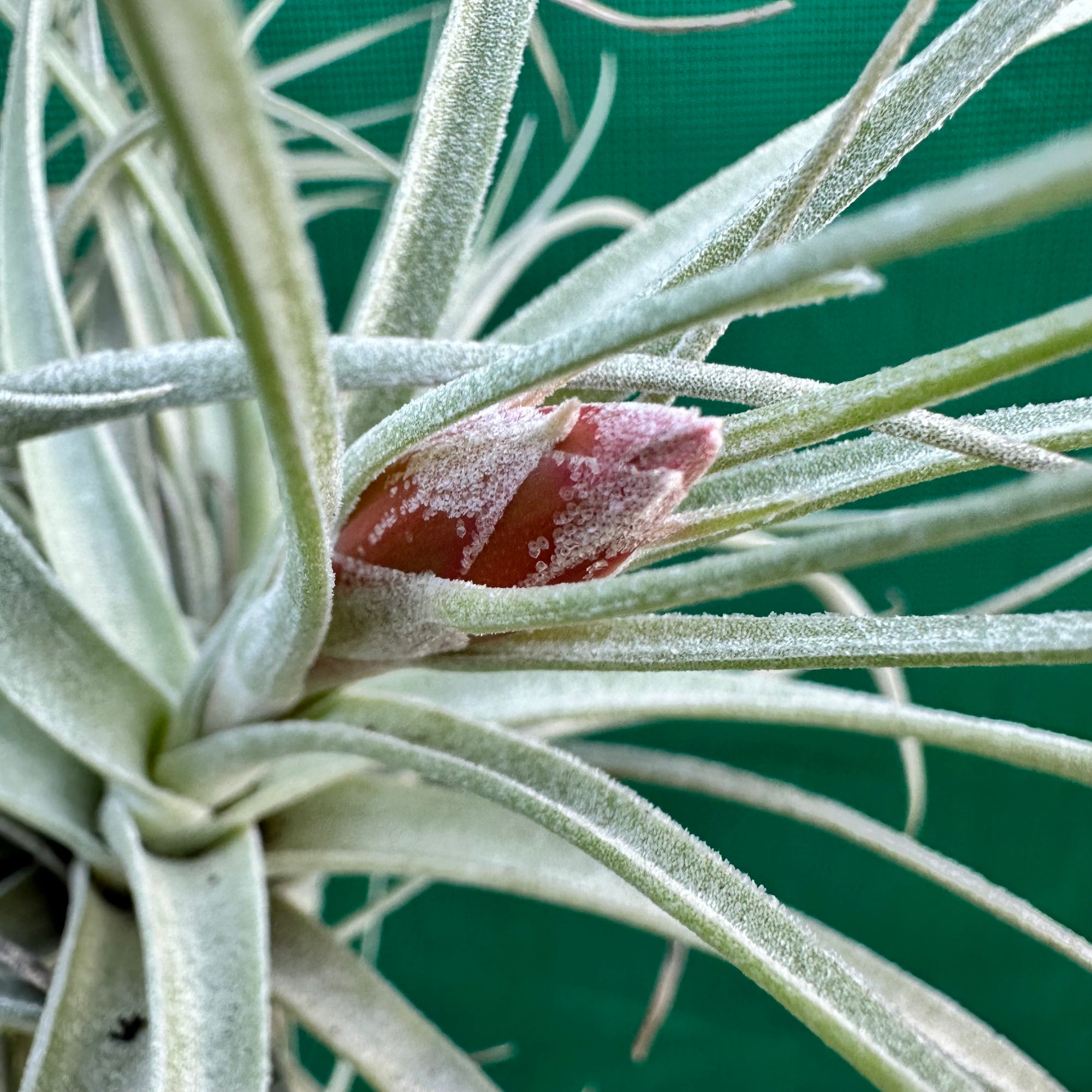 Tillandsia - aeranthos ‘Silver’ NEW